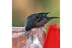 Small bird eating plastic wrap of loaf of bread.